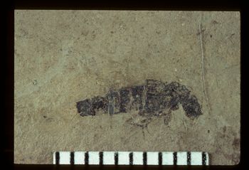 Media type: image;   Entomology PALE-1546 Aspect: full